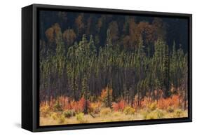 Jasper National Park, Autumn Boreal Forest-Ken Archer-Framed Stretched Canvas