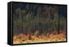 Jasper National Park, Autumn Boreal Forest-Ken Archer-Framed Stretched Canvas