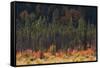 Jasper National Park, Autumn Boreal Forest-Ken Archer-Framed Stretched Canvas