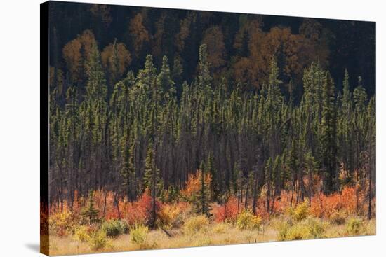 Jasper National Park, Autumn Boreal Forest-Ken Archer-Stretched Canvas