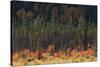 Jasper National Park, Autumn Boreal Forest-Ken Archer-Stretched Canvas