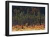 Jasper National Park, Autumn Boreal Forest-Ken Archer-Framed Photographic Print