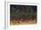 Jasper National Park, Autumn Boreal Forest-Ken Archer-Framed Photographic Print