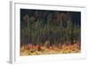 Jasper National Park, Autumn Boreal Forest-Ken Archer-Framed Photographic Print