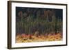 Jasper National Park, Autumn Boreal Forest-Ken Archer-Framed Photographic Print