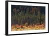 Jasper National Park, Autumn Boreal Forest-Ken Archer-Framed Photographic Print