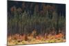 Jasper National Park, Autumn Boreal Forest-Ken Archer-Mounted Photographic Print