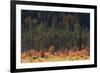Jasper National Park, Autumn Boreal Forest-Ken Archer-Framed Photographic Print