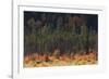 Jasper National Park, Autumn Boreal Forest-Ken Archer-Framed Photographic Print