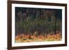 Jasper National Park, Autumn Boreal Forest-Ken Archer-Framed Photographic Print