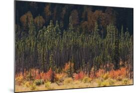 Jasper National Park, Autumn Boreal Forest-Ken Archer-Mounted Photographic Print