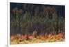 Jasper National Park, Autumn Boreal Forest-Ken Archer-Framed Photographic Print