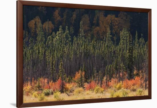 Jasper National Park, Autumn Boreal Forest-Ken Archer-Framed Photographic Print