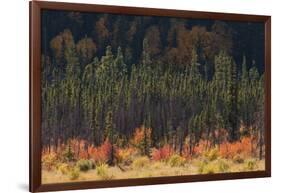 Jasper National Park, Autumn Boreal Forest-Ken Archer-Framed Photographic Print