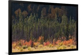 Jasper National Park, Autumn Boreal Forest-Ken Archer-Framed Photographic Print