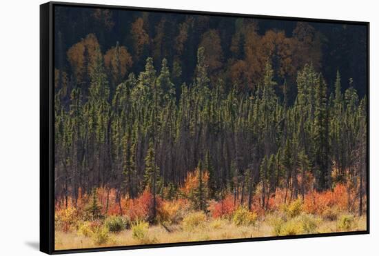 Jasper National Park, Autumn Boreal Forest-Ken Archer-Framed Stretched Canvas