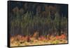 Jasper National Park, Autumn Boreal Forest-Ken Archer-Framed Stretched Canvas