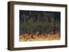 Jasper National Park, Autumn Boreal Forest-Ken Archer-Framed Photographic Print