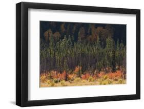 Jasper National Park, Autumn Boreal Forest-Ken Archer-Framed Photographic Print