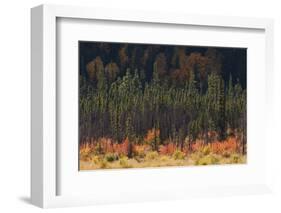 Jasper National Park, Autumn Boreal Forest-Ken Archer-Framed Photographic Print