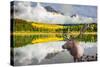 Jasper National Park in the Rocky Mountains of Canada. Proud Deer Antlered Stands on the Banks of T-kavram-Stretched Canvas