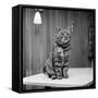 Jasper the cat 1972-Staff-Framed Stretched Canvas