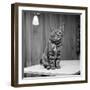 Jasper the cat 1972-Staff-Framed Photographic Print