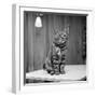 Jasper the cat 1972-Staff-Framed Photographic Print