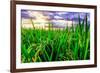 Jatiluwih rice terrace, a popular tourist experience near the center of Bali close to Ubud.-Greg Johnston-Framed Photographic Print