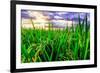 Jatiluwih rice terrace, a popular tourist experience near the center of Bali close to Ubud.-Greg Johnston-Framed Photographic Print