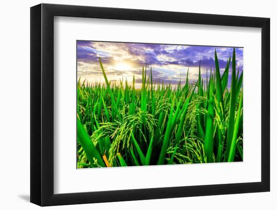 Jatiluwih rice terrace, a popular tourist experience near the center of Bali close to Ubud.-Greg Johnston-Framed Photographic Print