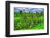 Jatiluwih rice terrace, a popular tourist experience near the center of Bali close to Ubud.-Greg Johnston-Framed Photographic Print