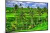 Jatiluwih rice terrace, a popular tourist experience near the center of Bali close to Ubud.-Greg Johnston-Mounted Photographic Print