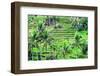Jatiluwih rice terrace, a popular tourist experience near the center of Bali close to Ubud.-Greg Johnston-Framed Photographic Print