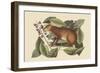 Java Hare-Mark Catesby-Framed Art Print