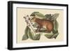 Java Hare-Mark Catesby-Framed Art Print