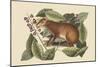 Java Hare-Mark Catesby-Mounted Art Print