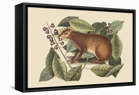 Java Hare-Mark Catesby-Framed Stretched Canvas