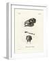 Java Mouse-Deer-null-Framed Giclee Print