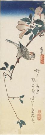 https://imgc.allpostersimages.com/img/posters/java-sparrow-and-magnolia-1834-1839_u-L-Q1HL7DD0.jpg?artPerspective=n