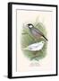 Java Sparrow-F.w. Frohawk-Framed Art Print