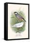 Java Sparrow-F.w. Frohawk-Framed Stretched Canvas