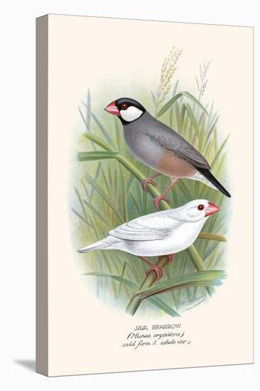 Java Sparrow-F.w. Frohawk-Stretched Canvas