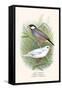 Java Sparrow-F.w. Frohawk-Framed Stretched Canvas