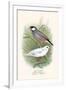 Java Sparrow-F.w. Frohawk-Framed Art Print