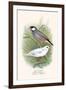 Java Sparrow-F.w. Frohawk-Framed Art Print