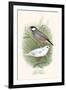 Java Sparrow-F.w. Frohawk-Framed Art Print