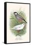 Java Sparrow-F.w. Frohawk-Framed Stretched Canvas