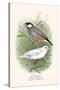 Java Sparrow-F.w. Frohawk-Stretched Canvas