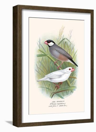 Java Sparrow-F.w. Frohawk-Framed Art Print